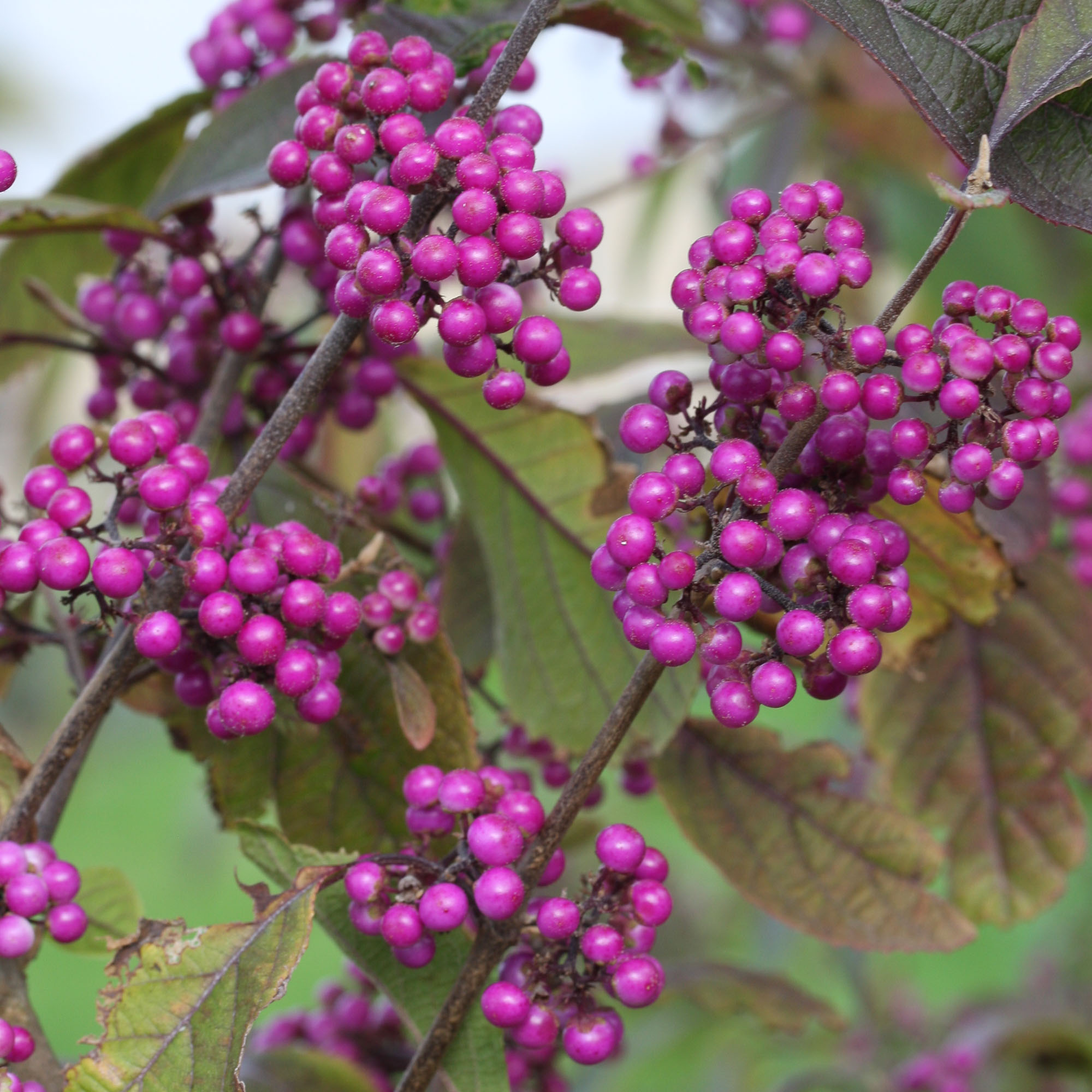 Callicarpa bodinieri var. giraldii 'Profusion'
